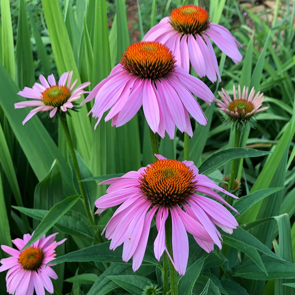Echinacea (Echinacea purpurea)