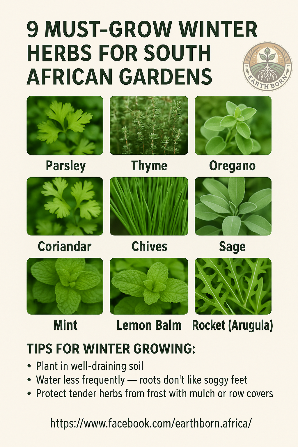 🌿 9 Must-Grow Winter Herbs for South African Gardens 🇿🇦❄️