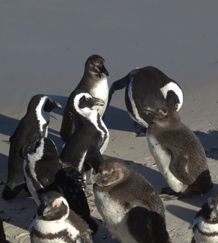 Sour Bread Dough with nuts