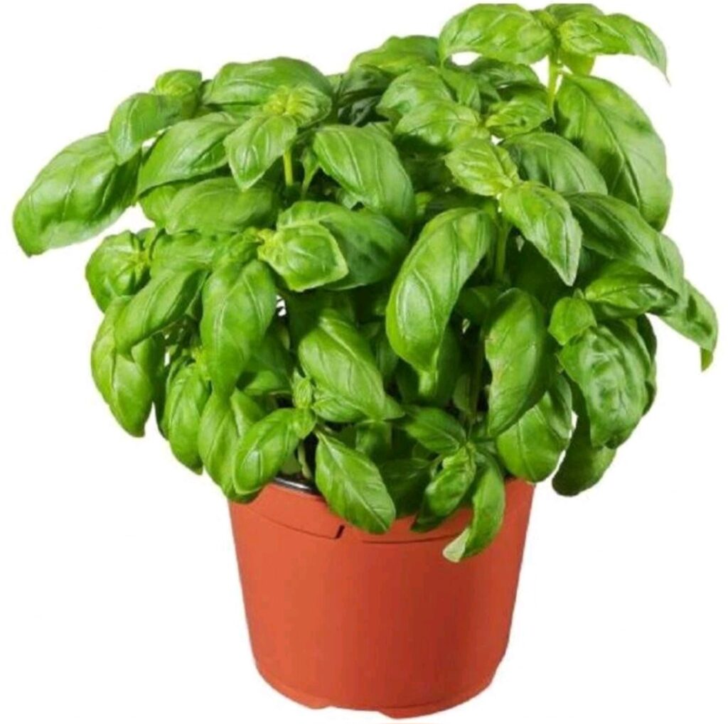 Basil