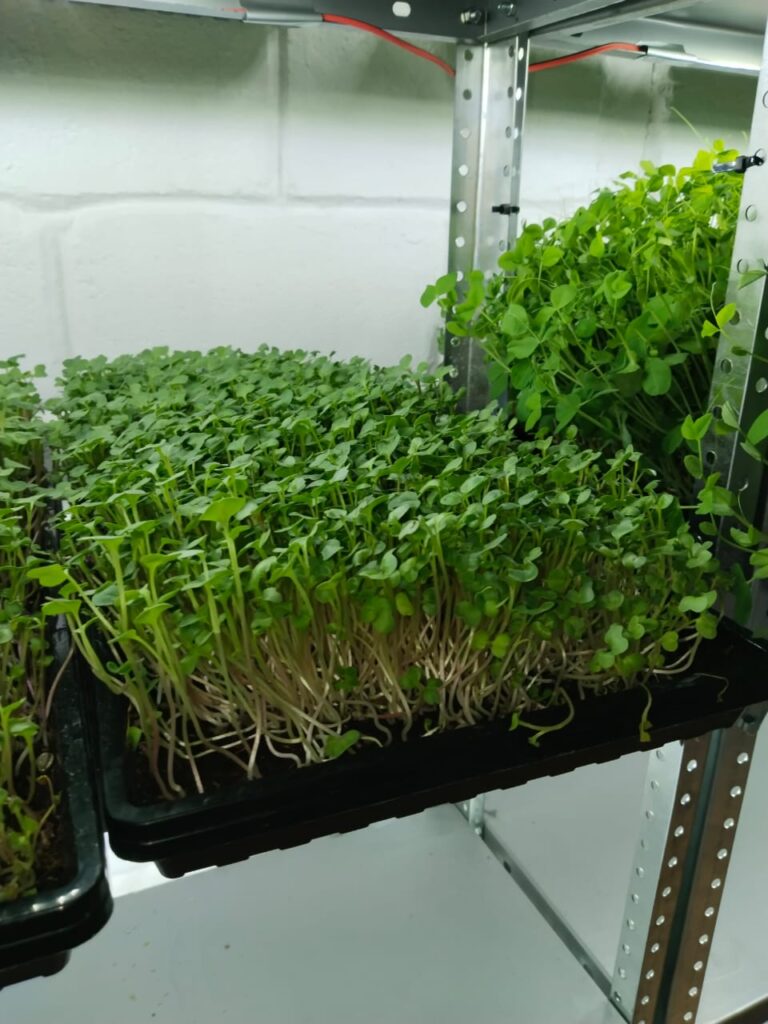 Microgreens (any)