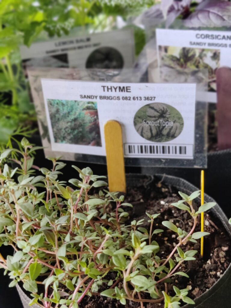 Thyme