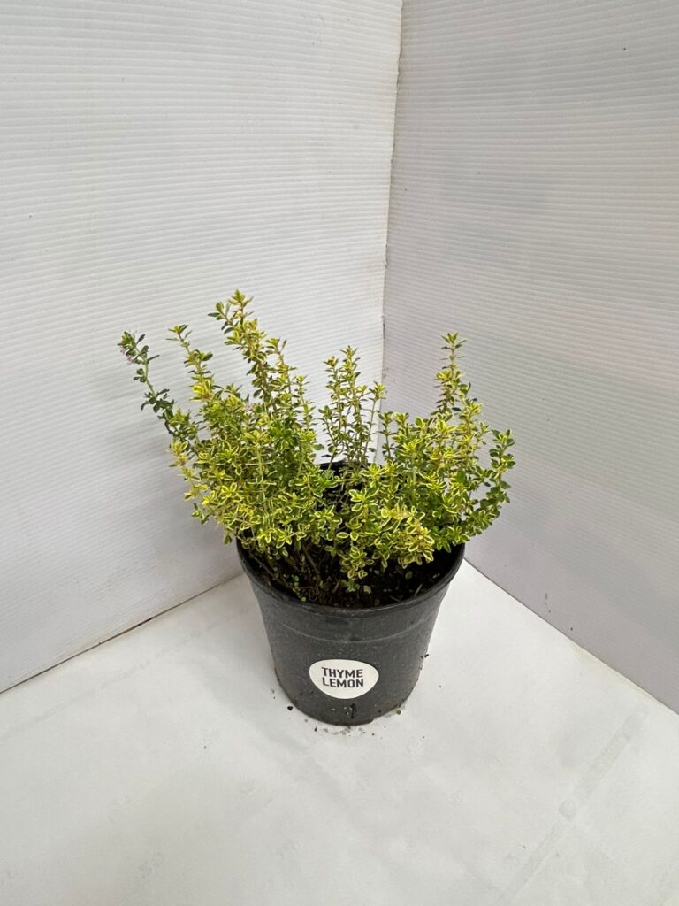 Thyme Lemon 12cm pot