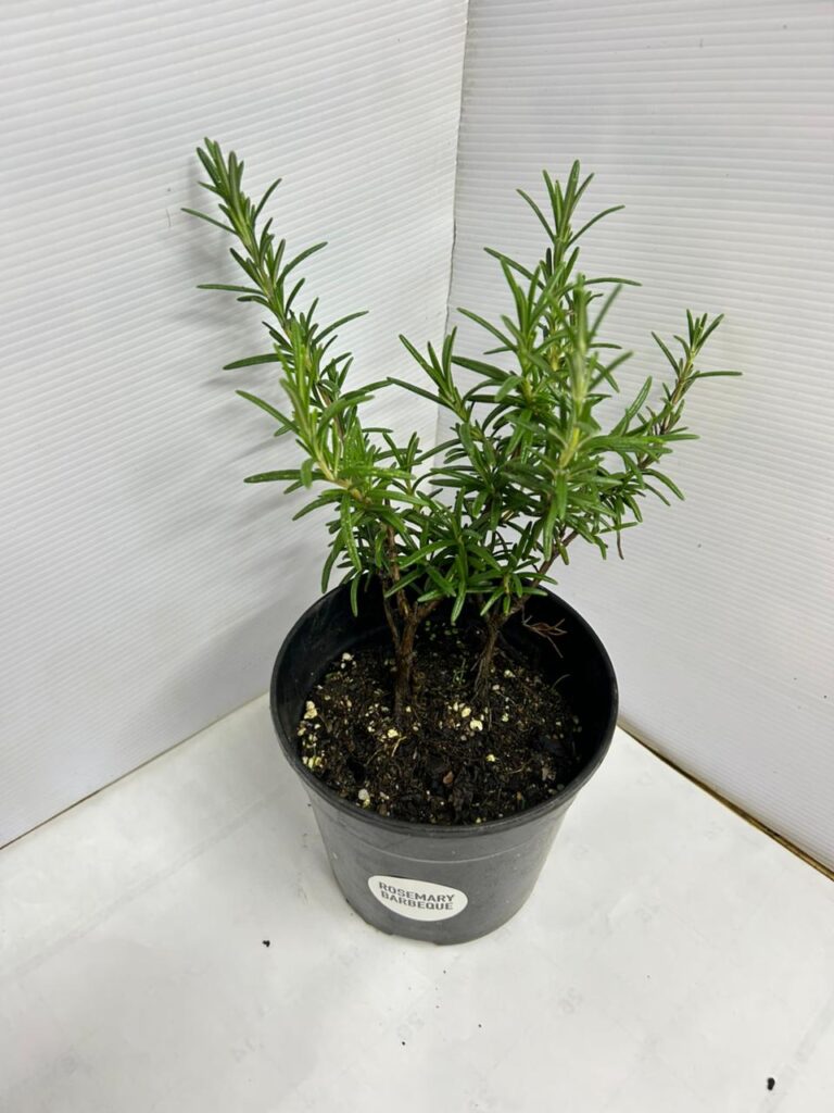 Rosemary Barbeque