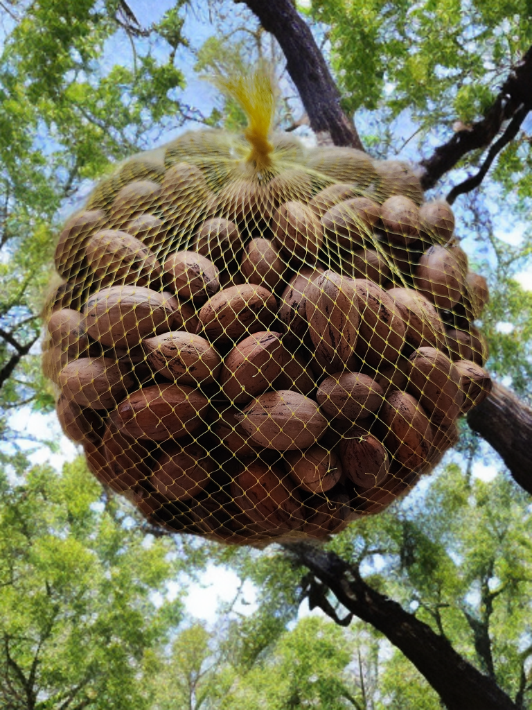 Pecan nuts