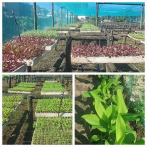 Vegetables seedlings