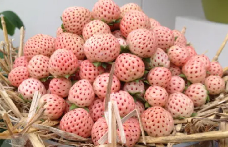 PINEBERRY / HULA BERRY / PINK-ABOO - 10 Seeds
