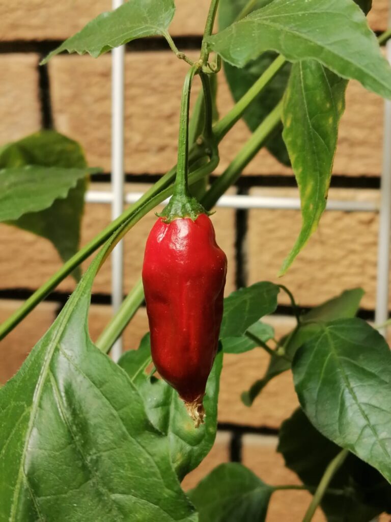 RED PIQUANTE PEPPER SEEDS 25 LOT