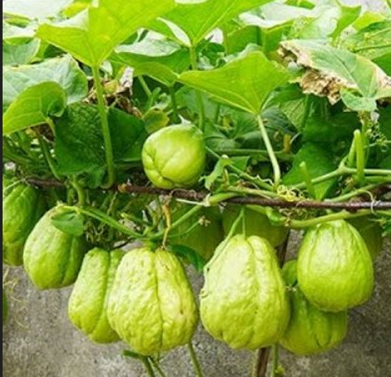 CHAYOTE/CHOKO/SHU-SHU `Sechium Edule` - 1 x live sprouted (seedling/bulb) PROTECTIVELY SHIPPED