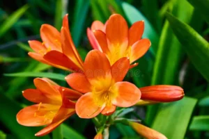 Orange Clivias