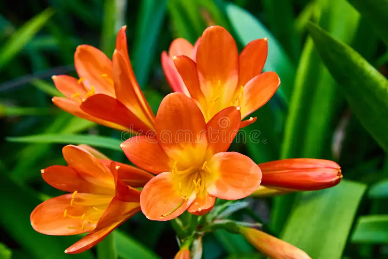Orange Clivias